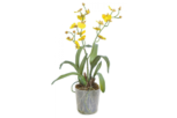 16" DANCING ORCHID