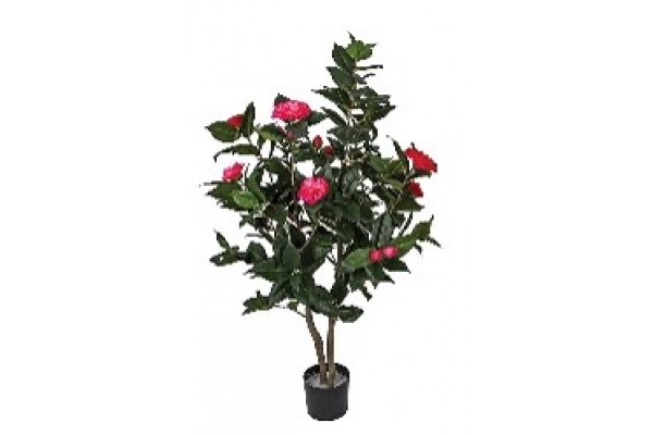 3' Camellia Tree